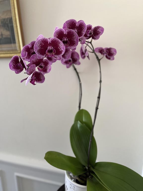 Knoflook gebruiken voor het kweken van orchideeën