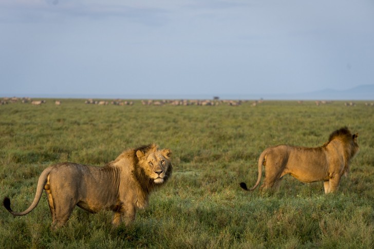 Leeuwen: zij zijn de koningen van de savanne, maar niet de meest gevreesde