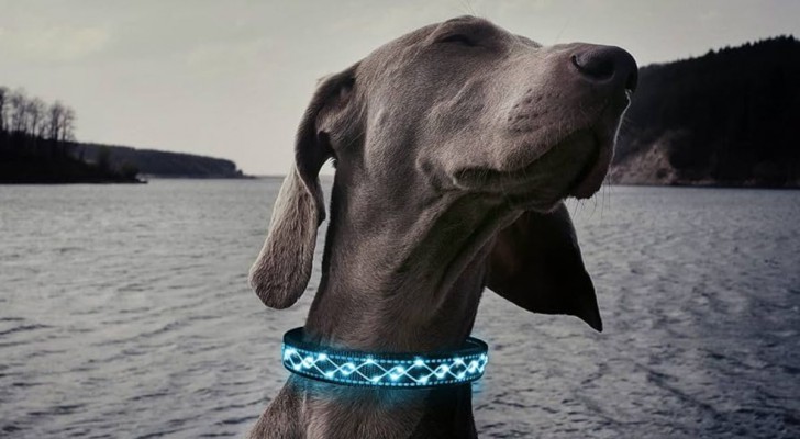 Come scegliere il migliore collare luminoso per il tuo cane