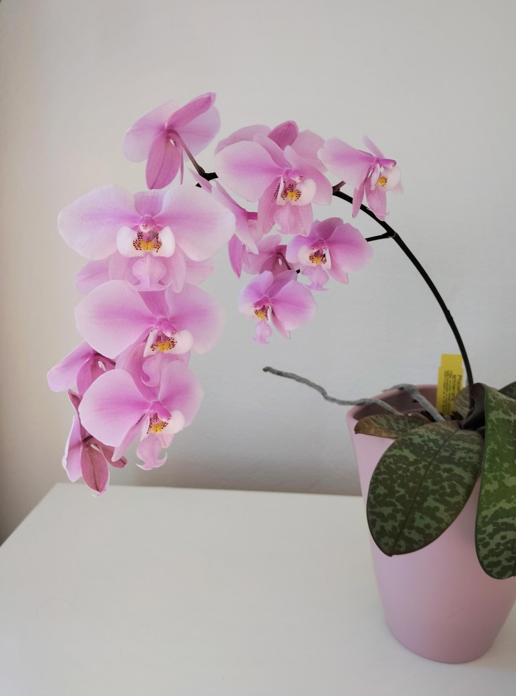4. Orchideeën