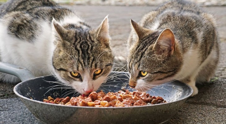 Perché i gatti lasciano il cibo nella ciotola?