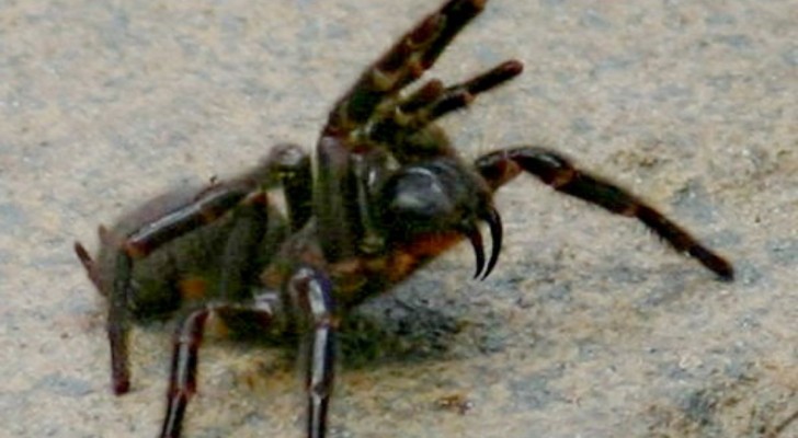 Varför är Australien full av spindlar?