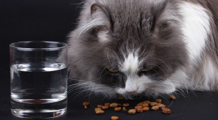 Come conservare il cibo secco per gatti