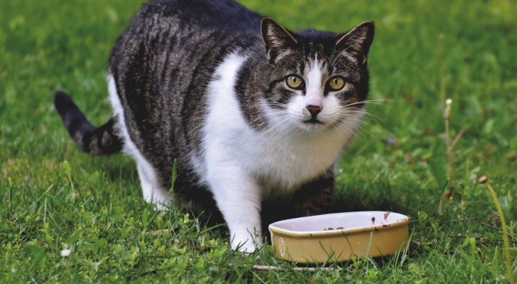 Come conservare il cibo umido per gatti