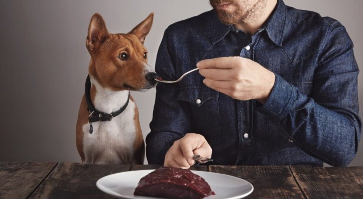 Intolleranze alimentari nei cani: i sintomi più comuni