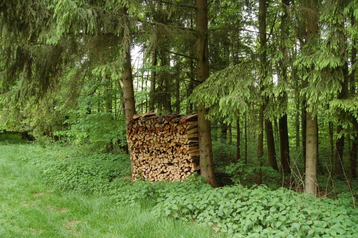 I rimedi da provare per evitare gli insetti nelle pile di legna
