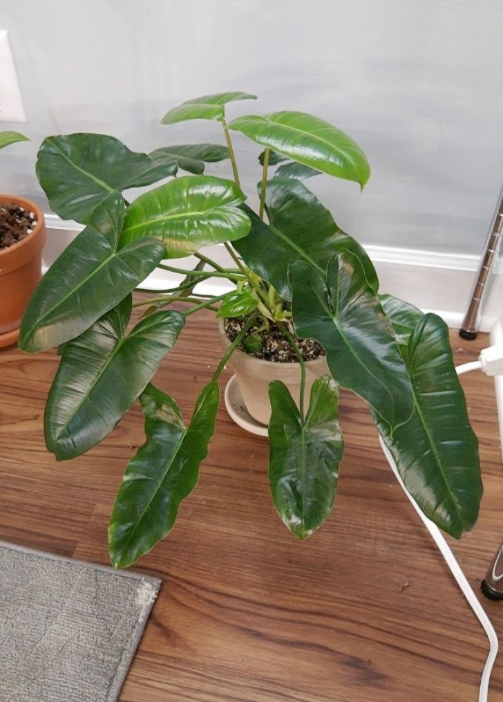 8. Philodendron
