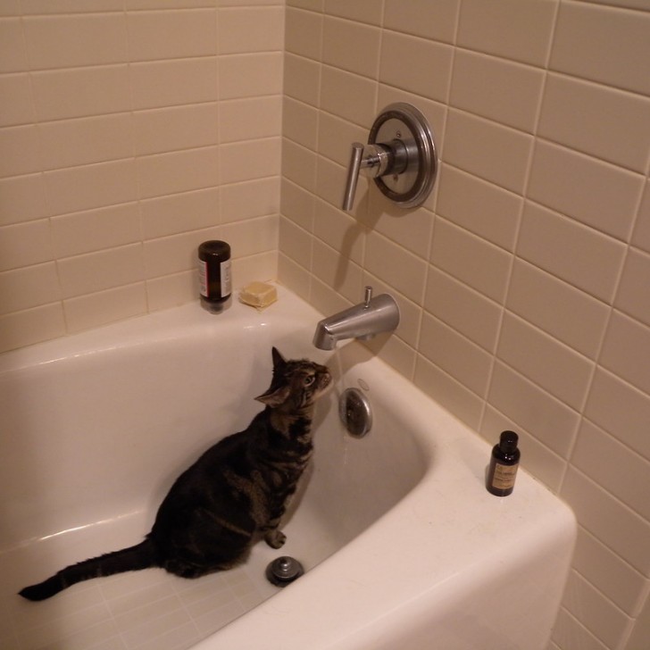 Perché il gatto ama bere dal rubinetto?