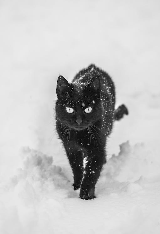 gatto nero nella neve