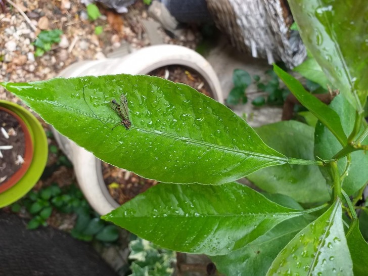 De l'huile de neem polyvalente pour les plantes