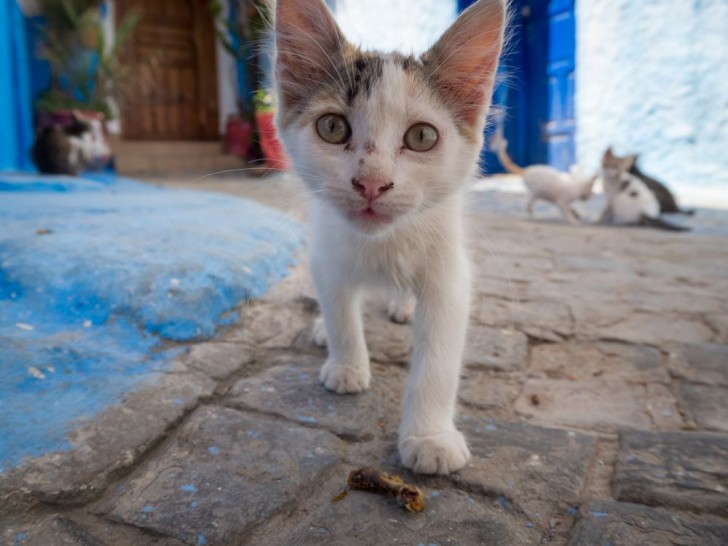 Si può adottare un gatto della Grecia?