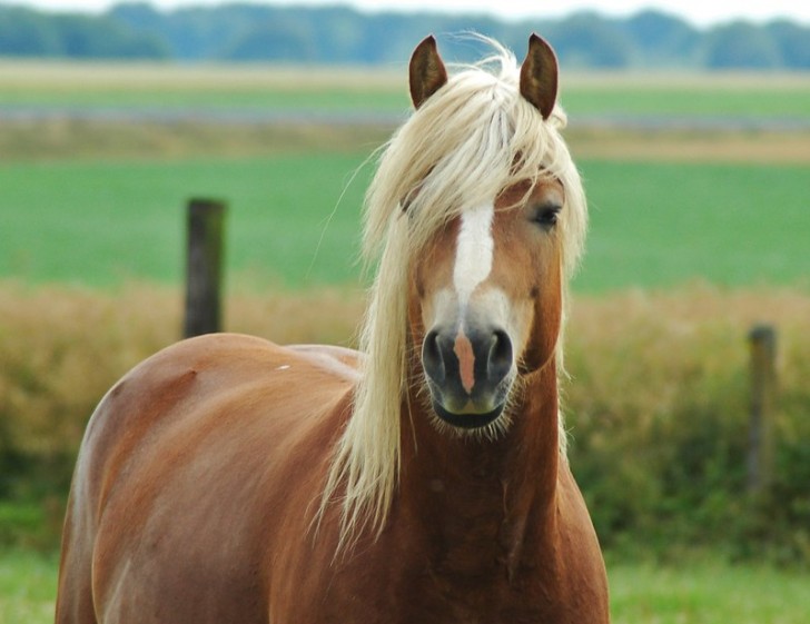 cavallo
