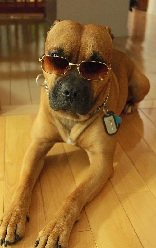 cane