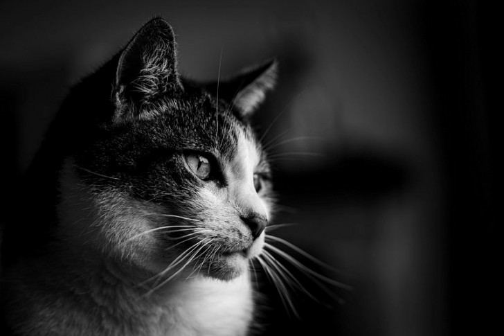 gatto
