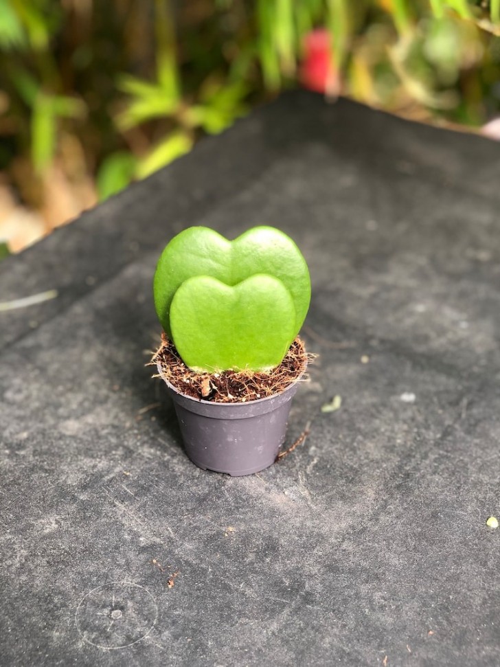 Sweetheart Plant (Hoya kerrii)