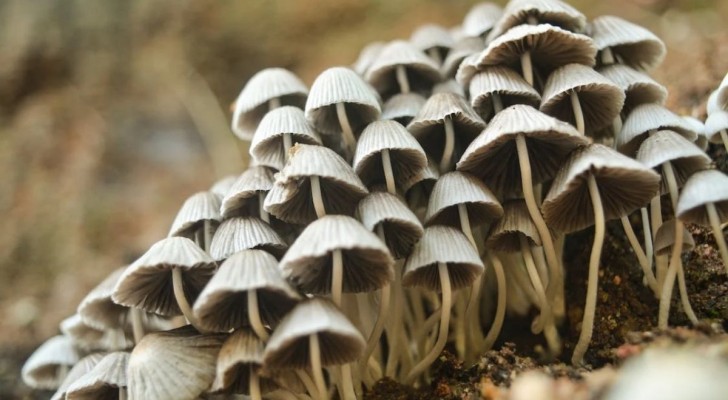 Varför är vissa svampar giftiga?