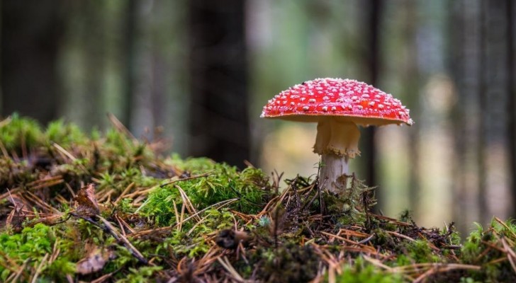 Vilka är de huvudsakliga giftiga svamparna?
