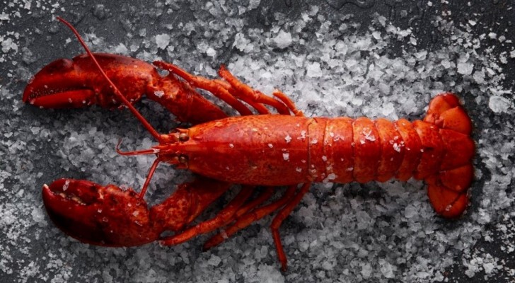 Pourquoi les homards deviennent-ils rouges après la cuisson ?