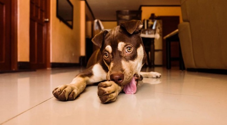 Perché i cani hanno l’istinto di leccare le cose?