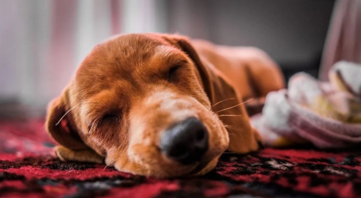 Cosa fare se il cane dorme troppo?