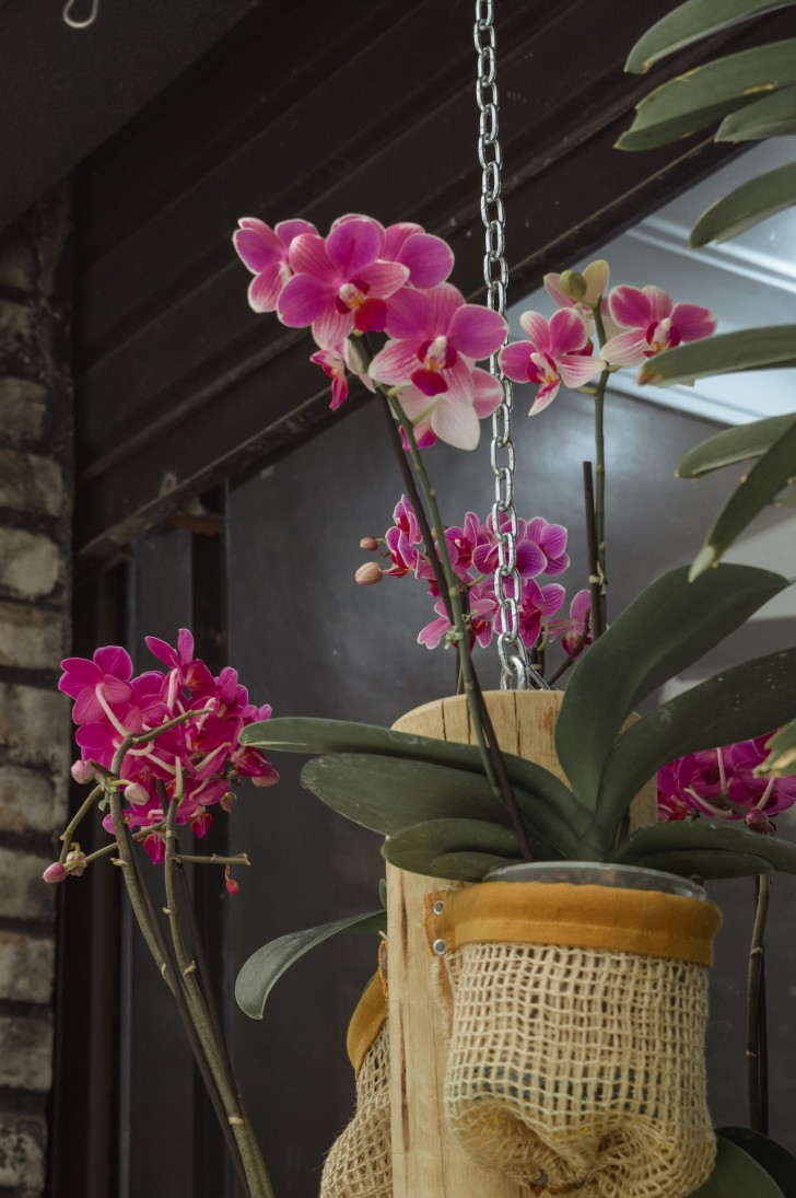 Wie man eine Orchidee beim Kauf auswählt