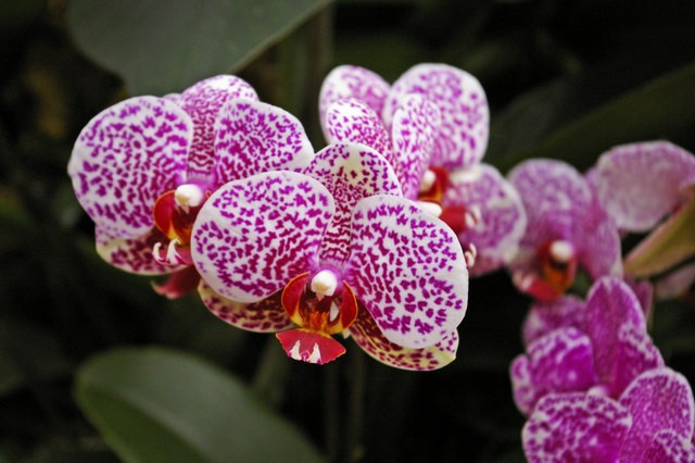 De eerste verzorging voor de juiste orchidee zodra deze thuis is