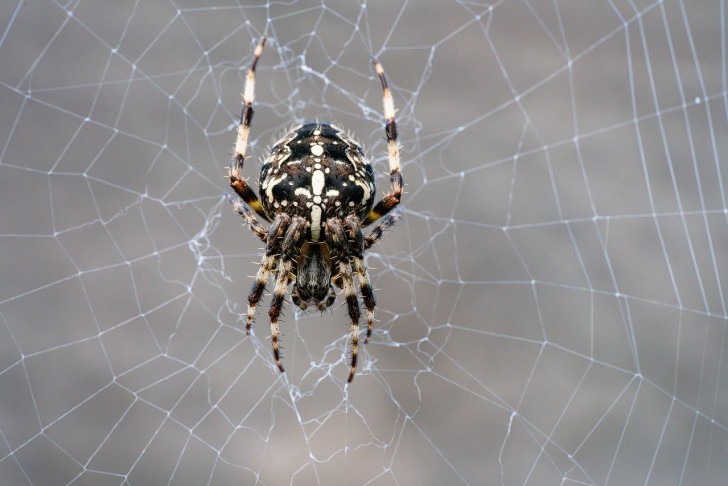 Ursachen der Arachnophobie: Warum sich manche Menschen vor Spinnen fürchten
