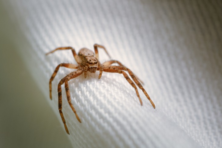 Wie man die Arachnophobie überwindet und die Angst vor Spinnen besiegt