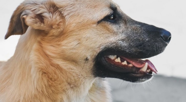 Quali sono i sintomi del tartaro nei cani?
