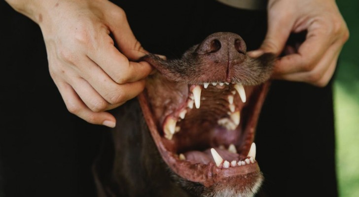 Come prevenire il tartaro nei cani?