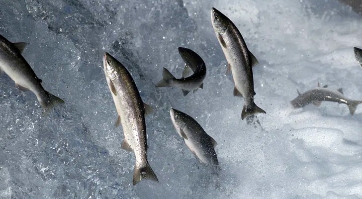 La recherche de saumons d'élevage échappés en Islande