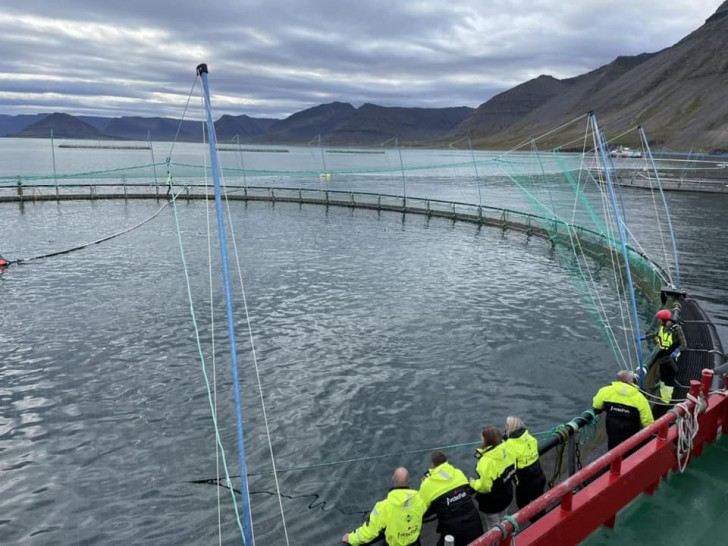 Des milliers de saumons échappés, les conséquences : "Une catastrophe environnementale"