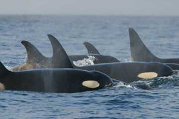 Le orche, animali sociali e molto intelligenti