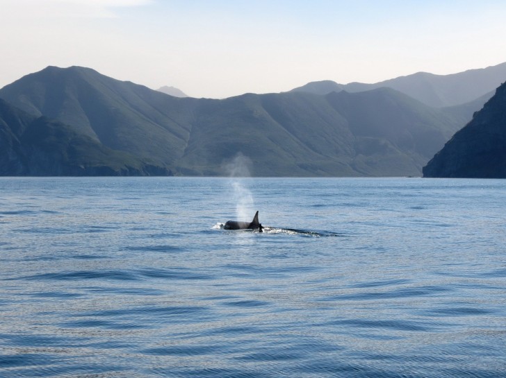 Vallen orka's bruinvissen lastig voor de lol? De studie