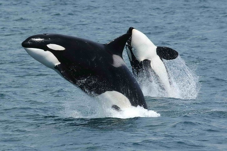 De angstaanjagende en verontrustende verandering bij orka's: wat is er aan de hand?