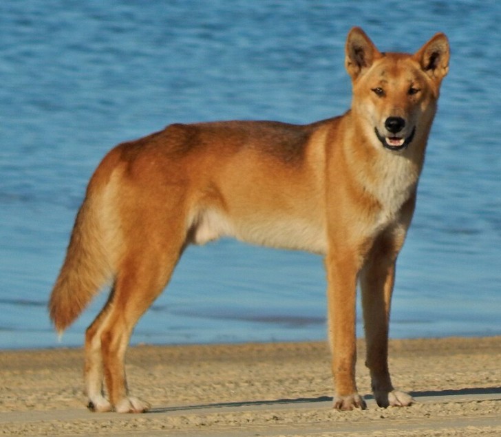 Il dingo, un antenato del comune cane da compagnia