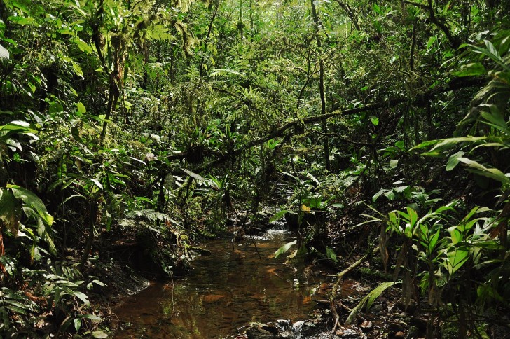 Foresta amazzonica a rischio: perché è importante