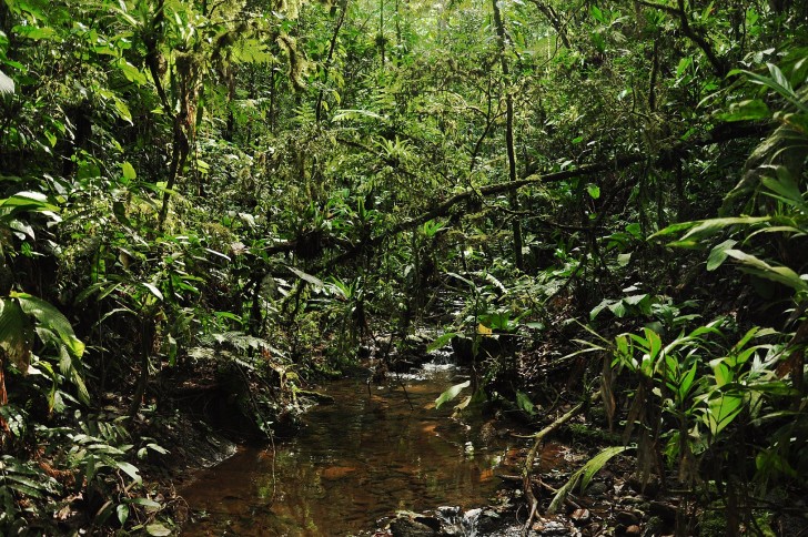 Skogen i Amazonas är i riskzonen: varför är detta viktigt?