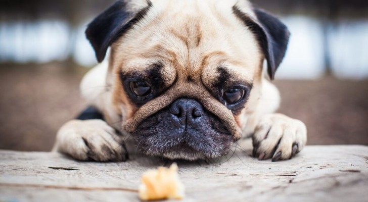 Perché il cane non mangia?