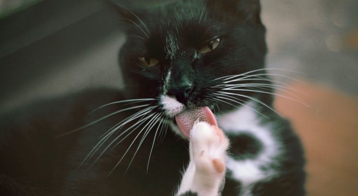 Com’è fatta la lingua dei gatti?