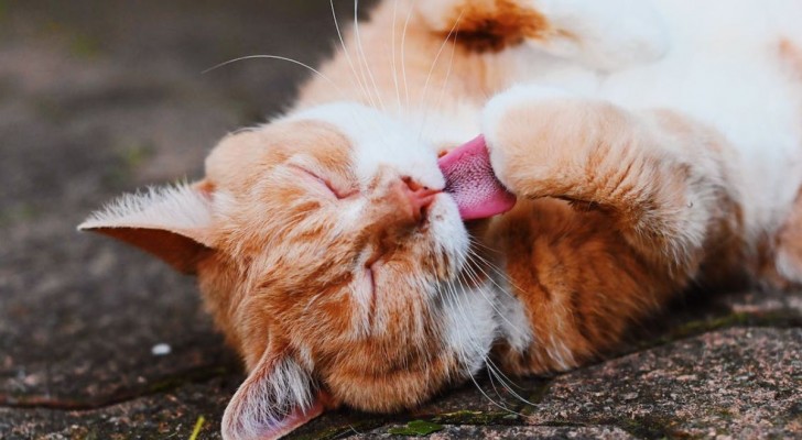 Perché la lingua dei gatti è ruvida?