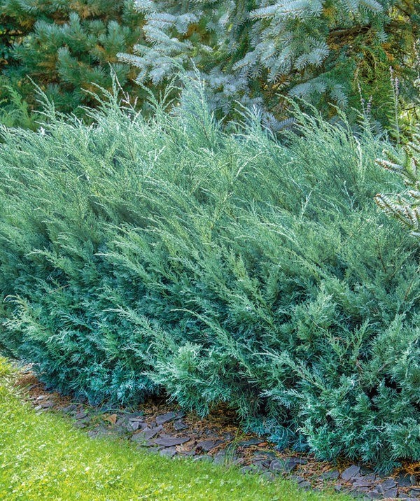 Jeneverbes (Juniperus)