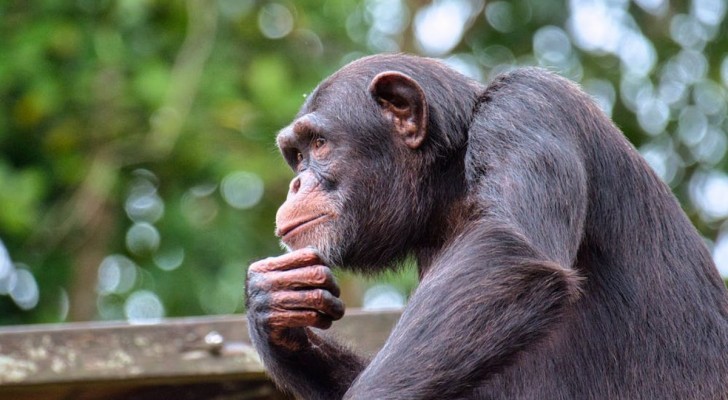 Scimpanzé in menopausa: cos’hanno scoperto i ricercatori?
