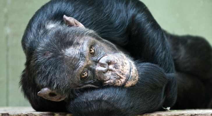 Hur visar sig klimakteriet hos schimpanser?
