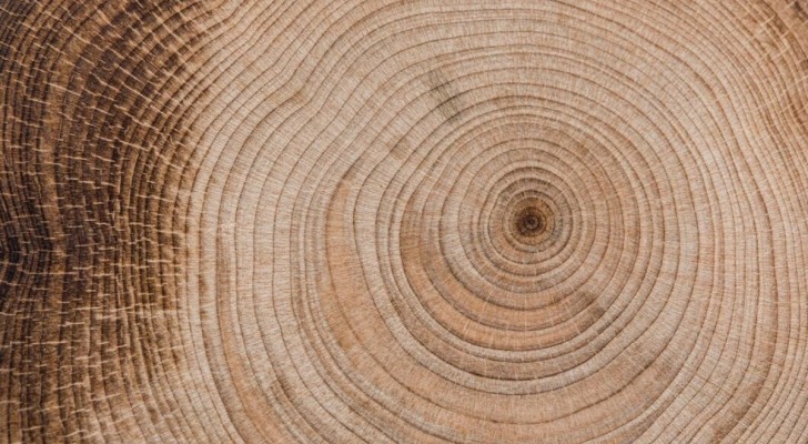 L'étude du temps dans les anneaux de croissance des arbres : la dendrochronologie