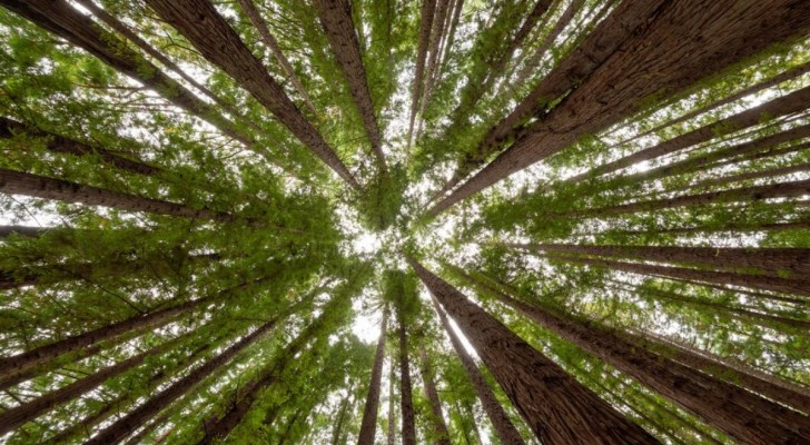 Comment déterminer l'âge des arbres ?