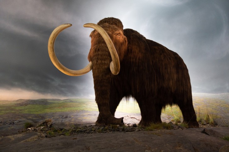 Tillsammans med benen från den ullhåriga mammuten fanns även kotan av en stäppbison