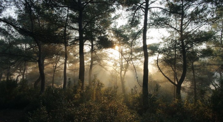 Comment les plantes communiquent-elles ?