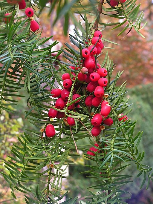 6. Taxus baccata