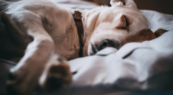 Febbre nei cani: cause e sintomi più comuni